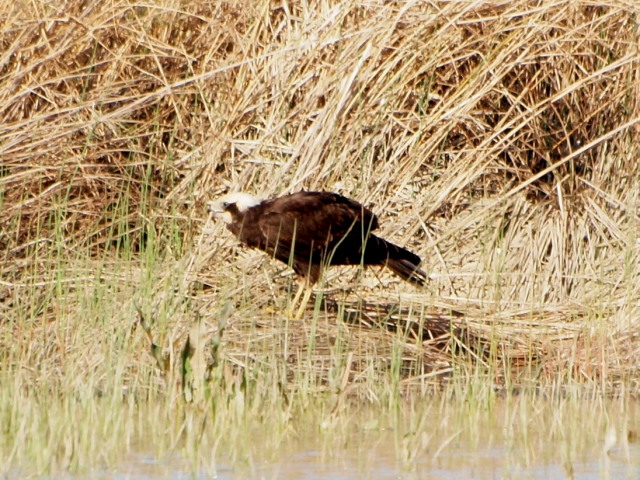 Falco di palude [ ex falco pescatore]